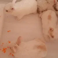 بچه خرگوش