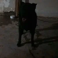 سگ ژرمن بلک|سگ|خشکبیجار, |دیوار