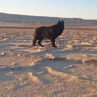 واگذاری ژرمن بلک|سگ|شهر بابک, |دیوار