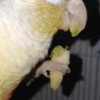 گرینچیک و کوتوله|پرنده|خمینی‌شهر, |دیوار