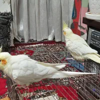 ملنگو وحشی حلقه پا و دو عدد عروس هلندی سخنگو
