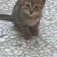 واگذاری رایگان
