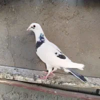 کبوتر