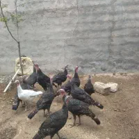 فروش 10عدد بوقلمون سرحال برنز