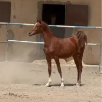 مادیان عرب خالص ایرانی(شویی) مدرکدار|اسب و تجهیزات اسب‌سواری|تهران, شهرک ولیعصر شمالی|دیوار