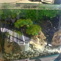 فروش ماهی گوپی ومولی|ماهی|شیراز, سعدیه شمالی|دیوار