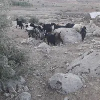 بز وبزغاله|حیوانات مزرعه|دره شهر, |دیوار