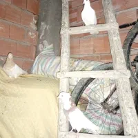 کبوتر صیدشده