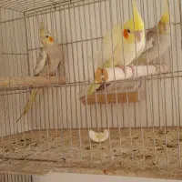 عروس هلندی|پرنده|آذرشهر, |دیوار