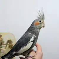 یک جفت عروس هلندی