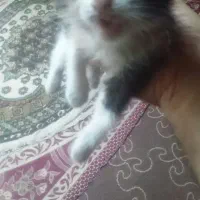 واگذاری گربه|گربه|قم, بنیاد|دیوار