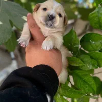 توله مالتیز عروسکی فقط 2900|سگ|کرج, جهانشهر|دیوار