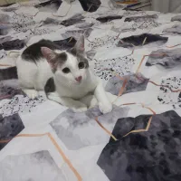 واگذاری گربه|گربه|رشت, توشیبا|دیوار