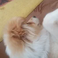 واگذاری سگ پامرین اشپیز