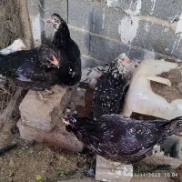 مرغ و خروس گلین پنگوئنی و خال سوزنی فول کیفیت|حیوانات مزرعه|ساری, |دیوار