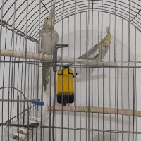 عروس هلندی|پرنده|رباط‌کریم, نصیرشهر|دیوار