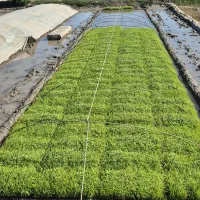 سینی آماده نشاء دستگاهی، برنج طارم و هاشمی