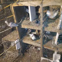 کبوتر پرشی|پرنده|کوچصفهان, |دیوار