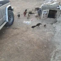 مرغ و خروس