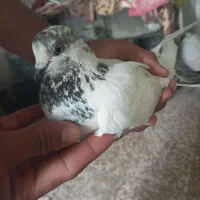 دو عدد کبوتر نر و ماده پرشی