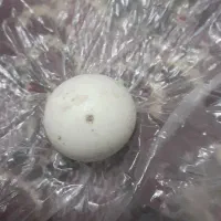 گمشده سند ماشی