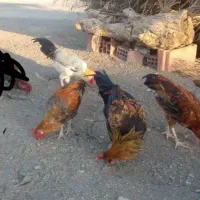 فروش خروس محلی