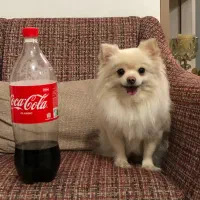 سگ جیبی مینیاتوری شیواوا|سگ|کوهدشت, |دیوار