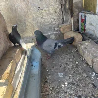 کبوتر سبز و سیاه