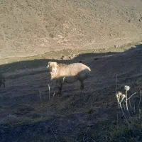 قوچ|حیوانات مزرعه|سرعین, |دیوار