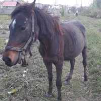 اسب(مادیان با کره)