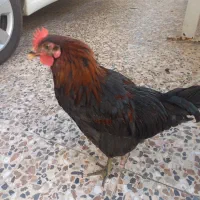خروس و مرغ عربی سرحال و جوان