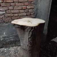 کنده گردو|کافیشاپ و رستوران|میاندوآب, |دیوار