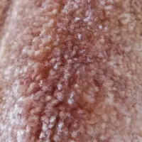 پالازموکت ۱۲متری پرزبلند|موکت|ورامین, ورامین|دیوار