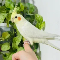 عروس هلندی نر لوتینو