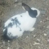 خرگوش چشم قرمز|موش و خرگوش|رفسنجان, |دیوار