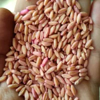 گندم بوجاری شده اعلا