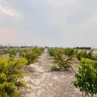 باغچه|فروش زمین و ملک کلنگی|فیروزآباد (فارس), |دیوار