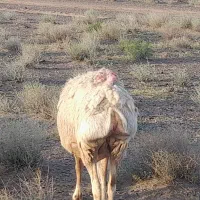 ۷میش بره دار ۳ابستن کلی هرراس ۳۱اسفدن