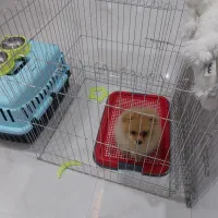 سگ پامر|سگ|مشهد, حسینآباد|دیوار