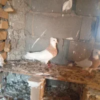 جفت زرده به شرت ا معاوضه با کله دم سبز هم دارم|پرنده|کبودرآهنگ, |دیوار