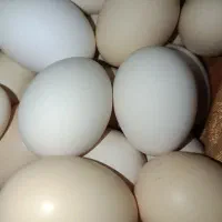 تخم مرغ
