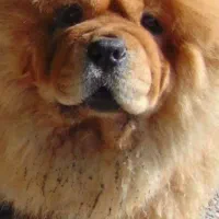 واگذاری سگ تربیت شده چاوچاو|سگ|تهران, پارک شهر|دیوار