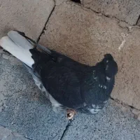 کبوترپرشی|پرنده|انبارآلوم, |دیوار