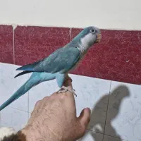 راهب ابی کاملا دستی