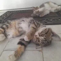 دو تا توله گربه با مادر|گربه|حمیدیا, |دیوار