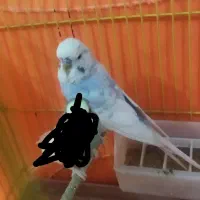 یک عدد مرغ عشق انگلیسی