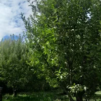 باغچه|فروش زمین و ملک کلنگی|نوشین شهر, |دیوار