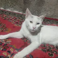 گربه سفید چش الماسی