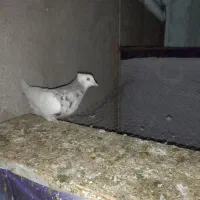 کبوتر طوقی|پرنده|شهریار, شهرک بهاران (ویره)|دیوار