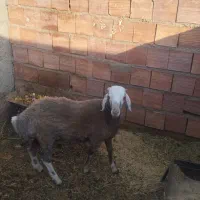 بره نر